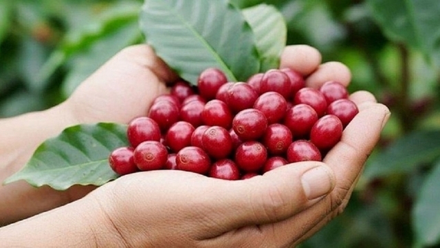 Giá cà phê hôm nay 2/5: Cà phê trong nước giảm 1.200 đồng/kg