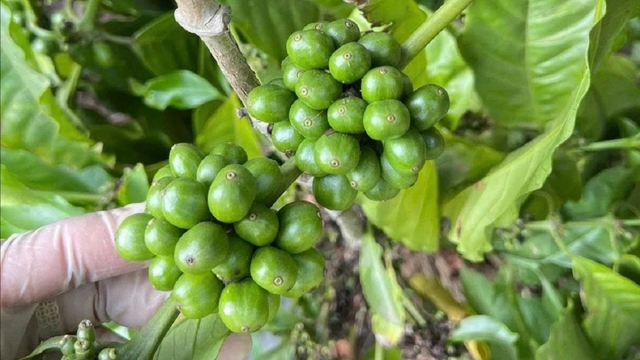 Giá cà phê hôm nay 23/5: Giá cà phê Robusta và Arabia tăng - giảm trái chiều