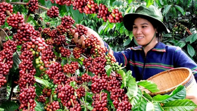 Giá cà phê hôm nay 15/5: Giá cà phê Robusta và Arabia đồng loạt giảm