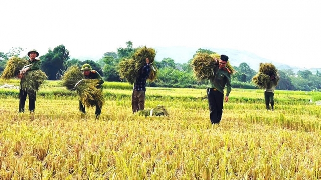 Công an xã xuống đồng giúp dân thu hoạch lúa tại Thanh Hóa