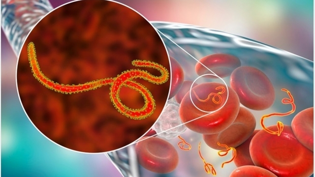 WHO báo động khẩn về Ebola, đáng ngại đến đâu, cần làm gì để phòng tránh?