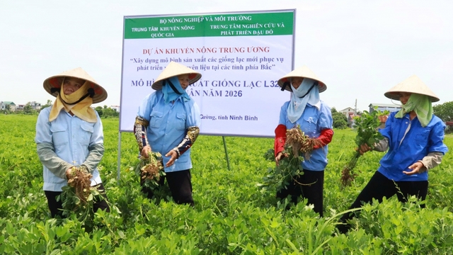 Từ hạt giống mới đến cánh đồng hàng hóa