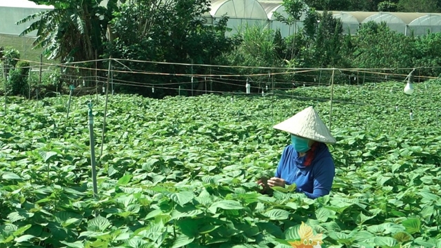 RoK supports sesame farming development project in Vietnam