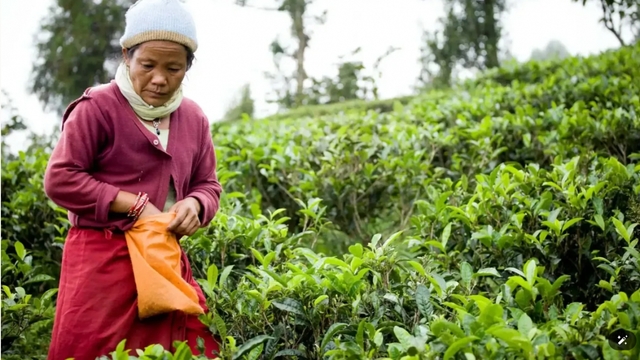 Ấn Độ siết kiểm tra chất lượng, 60.000 lao động ngành chè Nepal mất việc