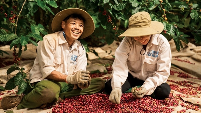 Giá cà phê hôm nay 22/6: Giá cà phê Robusta và Arabia đồng loạt giảm