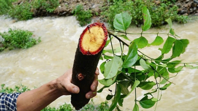 Cây cỏ máu có công dụng gì mà được ví như “thảo dược quý”?