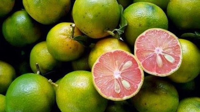 Chanh đào có gì đặc biệt mà được nhiều người dùng để trị ho, tăng sức đề kháng?