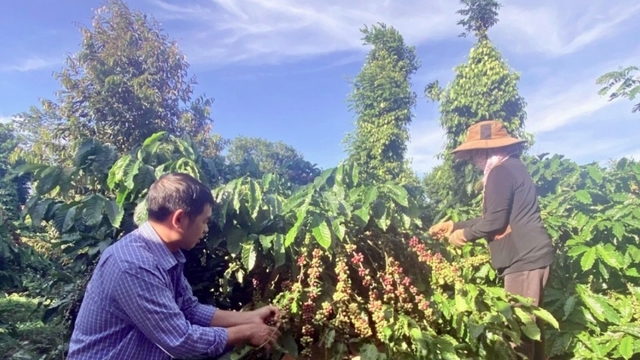 Coffee enterprises of Vietnam and China promote cross-border value chain