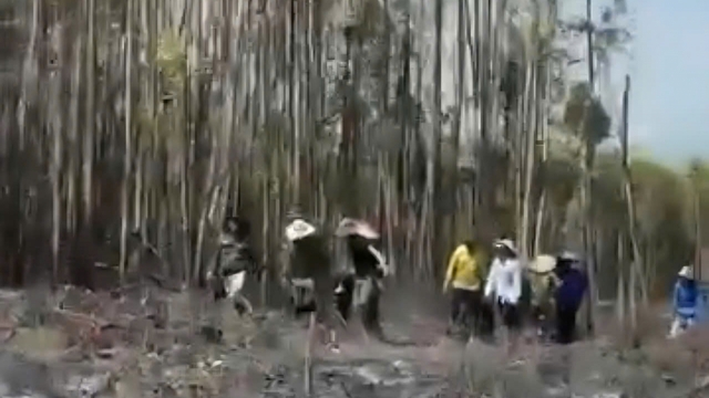 Hai vợ chồng ở Gia Lai tử vong khi đốt thực bì trong rừng keo