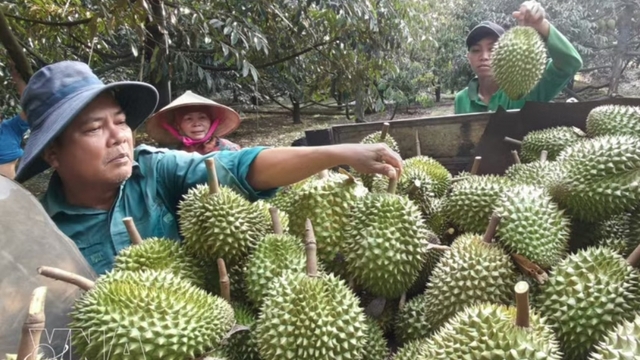 Vietnamese durian gains access to new markets