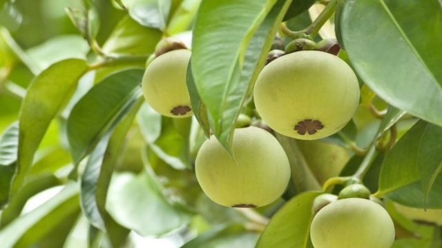 Việt Nam có “nữ hoàng trái cây”, chẳng cần đợi chín ăn vào vẫn có lợi đủ đường