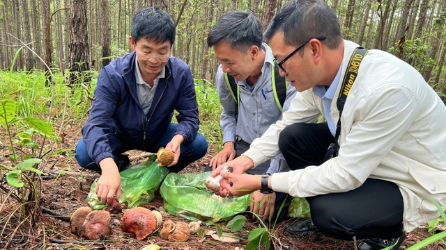 1 người tử vong sau khi ăn nấm rừng