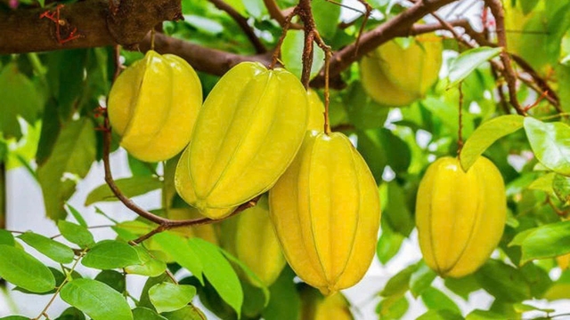 Quả khế: Từ món ăn quen thuộc đến “kho dinh dưỡng” tự nhiên
