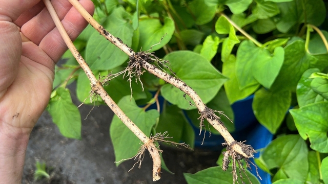 Rễ rau diếp cá đại bổ mọc tự nhiên, nhiều người nhổ bỏ vì không biết công dụng