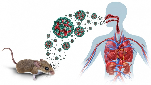 Việt Nam chưa ghi nhận ca mắc virus Hanta chủng Andes