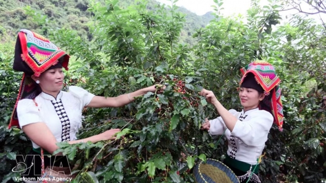 Coffee export value hits US$4.78 billion in H1