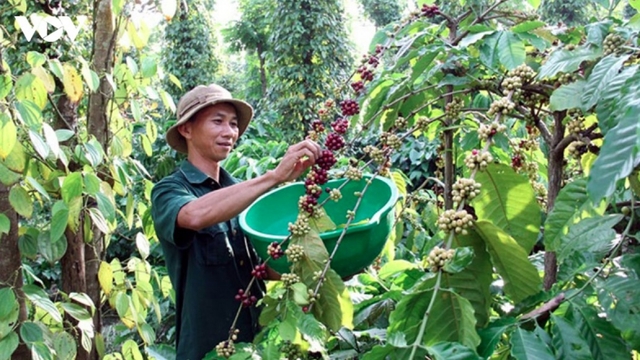 China sharply increases imports of Vietnamese coffee in first half