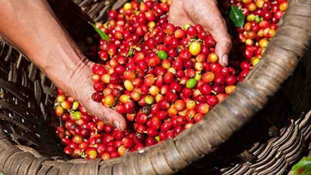 Giá cà phê hôm nay 6/7: Cà phê trong nước duy trì mức trung bình 92.900 đồng/kg