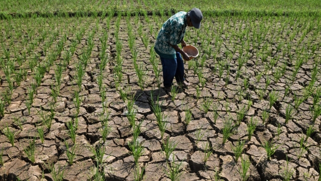 Hàng nghìn hộ gia đình ở Indonesia thiếu nước sạch do hiện tượng El Niño