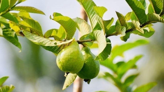Uống nước lá ổi thay thuốc, người đàn ông Hà Nội có đường huyết tăng gấp đôi