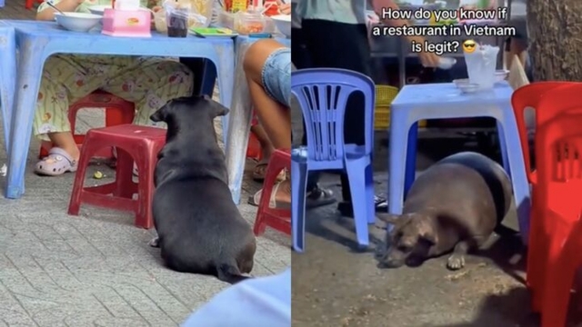 Khách Tây mách nhau bí quyết chọn quán ngon ở Việt Nam: Chó béo ngủ gật ở cửa