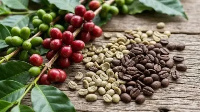 Giá cà phê hôm nay 2/8: Giá cà phê trong nước cao nhất ở mức 97.000 đồng/kg