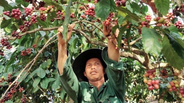 Coffee exports jump, but prices slide to two-year low
