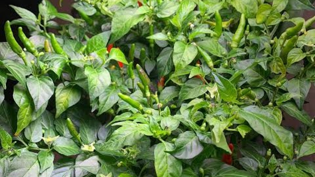Loại ớt “nhỏ nhưng có võ” giá đắt vẫn hút khách