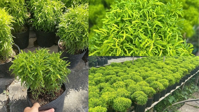 Cây “sâm của người nghèo” được ví như “thần giữ của”