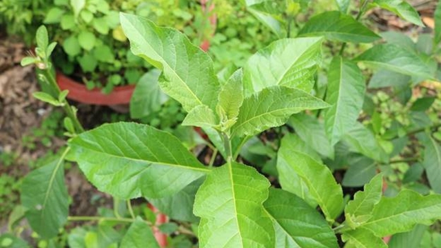 Cây lá đắng có tác dụng gì? Uống nhiều có thực sự tốt?