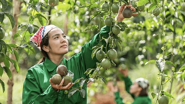 Passion fruit leads record US$ 343 million agricultural exports to EU in 7 months