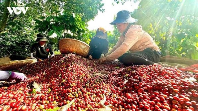 Giá cà phê hôm nay 16/9: Giá cà phê trong nước tăng 200 đồng/kg