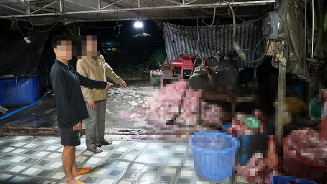 Triệt phá đường dây tiêu thụ 400 tấn heo bệnh, heo chết nhiễm dịch tả heo châu Phi