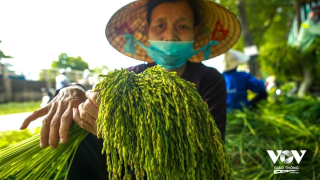 Hà Nội mùa Thu, ngon từ ký ức: Cốm xanh, gói mùa thu trong chiếc lá sen