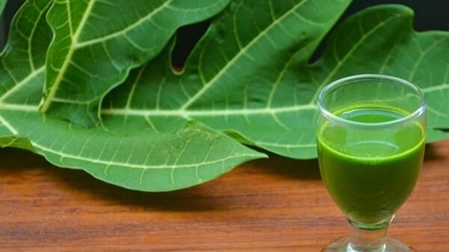 Tưởng tốt cho sức khỏe, nước lá đu đủ có thể không phù hợp với những người này