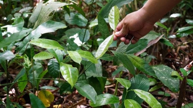 Hái ra tiền từ loại rau rừng mang tên rất lạ trồng tại vườn nhà