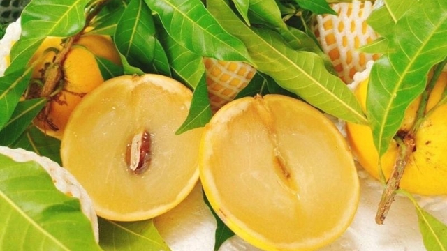 Vú sữa hoàng kim có gì đặc biệt, ăn thường xuyên có tốt cho sức khỏe?