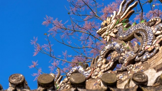 Stunning Chinese parasol trees bloom in Hue Imperial Citadel