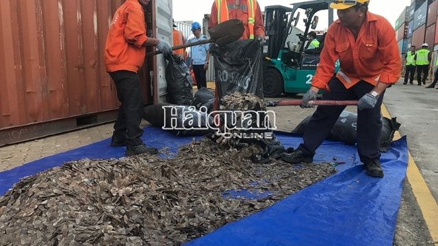 Large quantity of pangolin scales discovered at Cai Mep Terminal