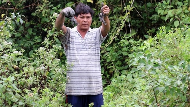 Farmers profit from breeding crabs amid mangroves