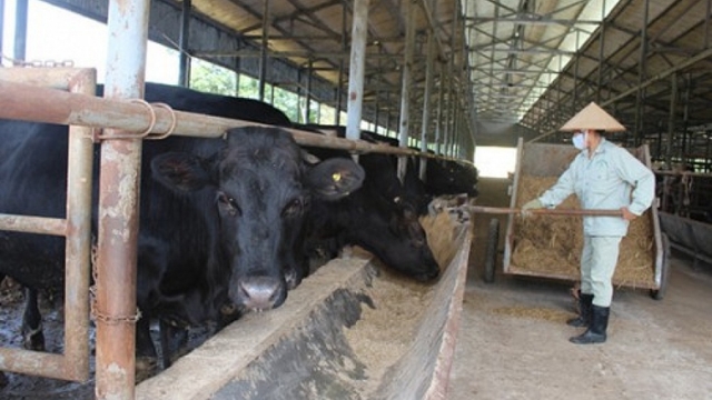 Your next Kobe beef may come from Vietnam