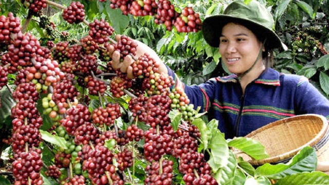 Lam Dong Arabica Coffee on show in Tokyo