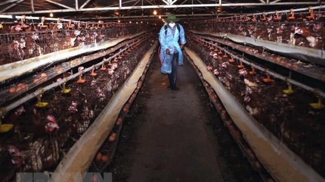 Plan seeks to minimise social, economic impact of bird flu