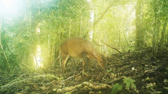 Rare deer species snapped by camera traps in central Vietnam