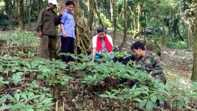 Quang Nam hosts first Ngoc Linh Ginseng Festival