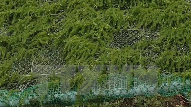 Seaweed farming – a promising industry and solution to pollution