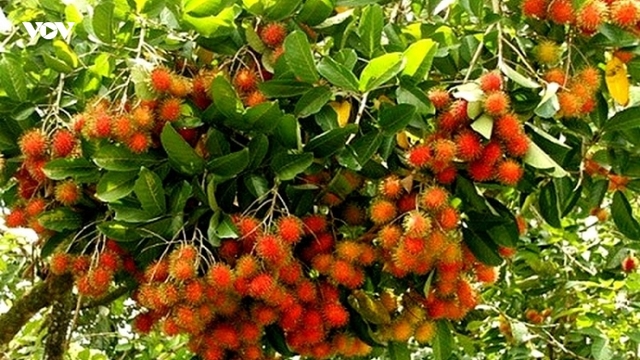 Rau quả Việt đắt hàng ở thị trường Thái Lan