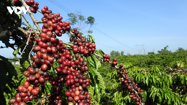 Liên kết chuỗi cà phê ở Tây Nguyên: Nhiều kỳ vọng từ 5.000 ha đầu tiên