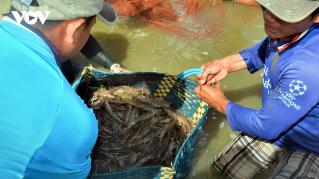 Đảng viên ở Cà Mau đi đầu trở thành điển hình làm kinh tế giỏi