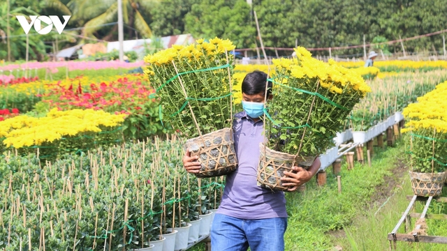 Làng hoa Phó Thọ - Bà Bộ những ngày giáp Tết